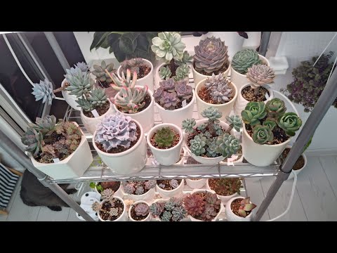 Видео: Ответы на вопросы. Обработка суккулентов фитоспорином🙋🌹💚