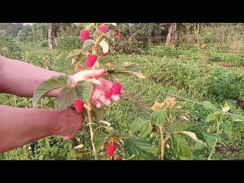 Видео: 3 сорта малины.