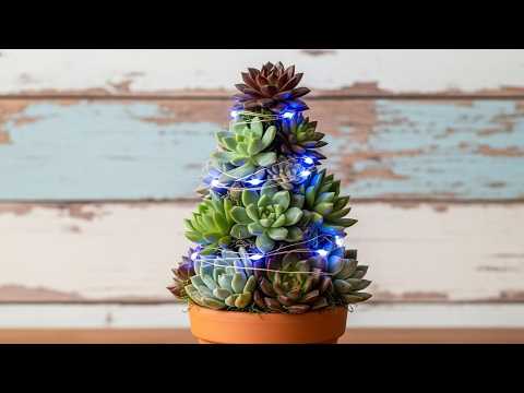 Видео: 🎄✨ САМАЯ КРАСИВАЯ и ЭКОЛОГИЧНАЯ НОВОГОДНЯЯ ЕЛКА из СУККУЛЕНТОВ!