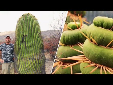 Видео: 15 самых редких и невероятных экзотических кактусов в мире