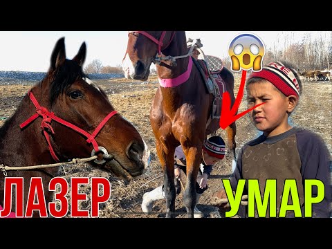 Видео: Лазер / Умарда  Арзан берем дейт 😱😱