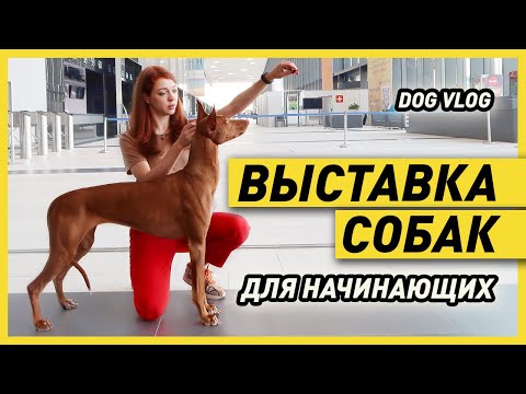 Видео: ВЫСТАВКА СОБАК | Как участвовать в ДОГ ШОУ и как они проходят (один день на выставке собак)