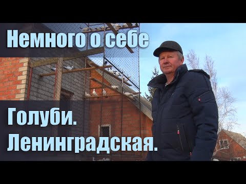 Видео: ☀ Немного о себе - Голуби. Ленинградская.