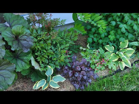 Видео: Что я посадила в МИКСБОРДЕР в тени