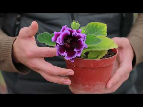 Видео: глоксиния гули