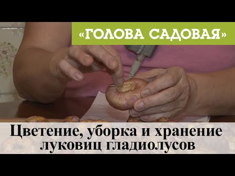 Видео: Голова садовая - Цветение, уборка и хранение луковиц гладиолусов