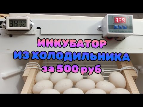 Видео: Инкубатор из Холодильника за 500 рублей