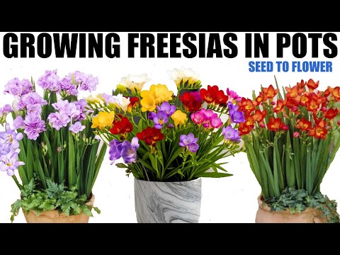 Видео: Руководство по садовым луковицам для начинающих | АРОМАТНЫЕ ФРЕЗИИ