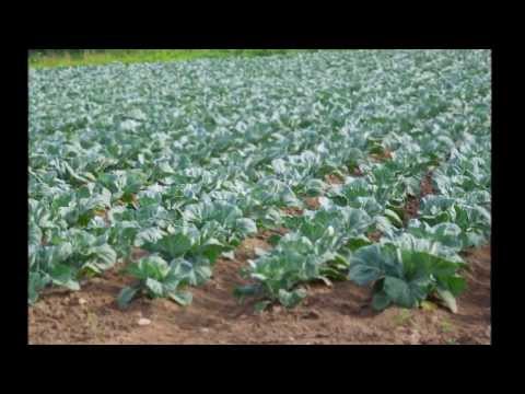 Видео: Посадка ,обработка и уборка капусты.