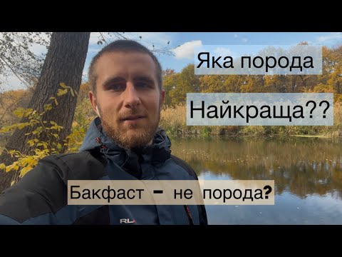 Видео: Чому Бакфаст? Порода БДЖІЛ на ПАСІЦІ 🐝