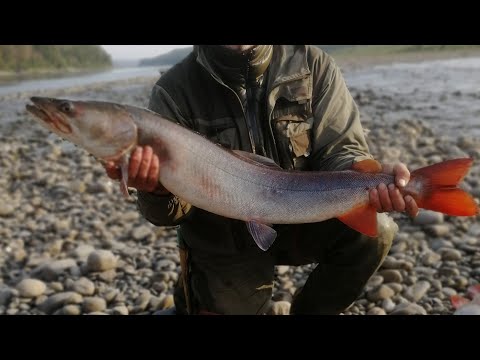Видео: Территория Якутия ч. 1(Рыбалка за Горизонтом. Лето 2019)