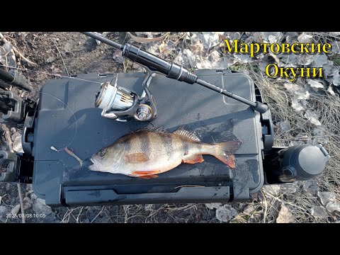 Видео: Мартовские окуни !!!