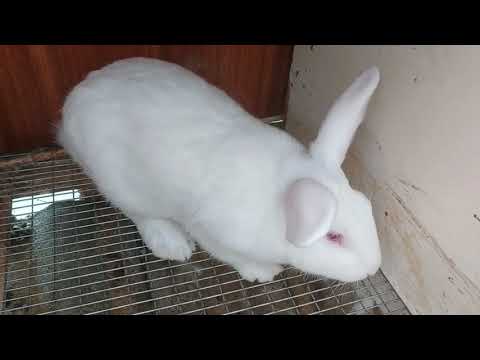 Видео: БЕЛЫЙ ПАНОН И ФЛАНДЕР.