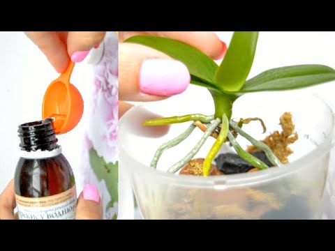 Видео: ДЕЛАЮ орхидеи ТАКОЙ полив ПОСЛЕ пересадки! корни ОТ ЭТОГО не гниют, а листья не теряют тургор!