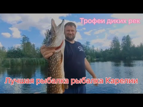 Видео: Лучшая рыбалка в Карелии! На водомёте Yamaha 115 по диким рекам Сухая Водла Водлозеро Куганаволок