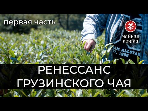 Видео: Ренессанс Грузинского Чая (ч. 1) | Высокогорные плантации, молодые бренды, фабрика бабушки Наргизы