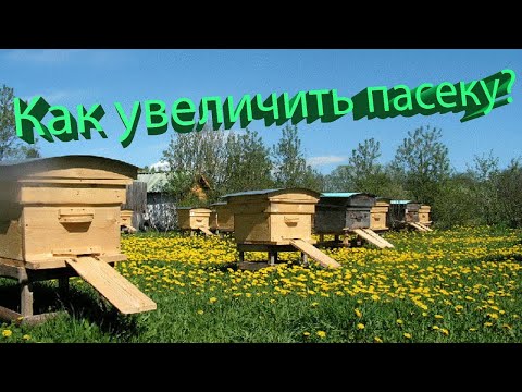 Видео: Профессор Кашковский: Размножение пчёл и как увеличить пасеку?