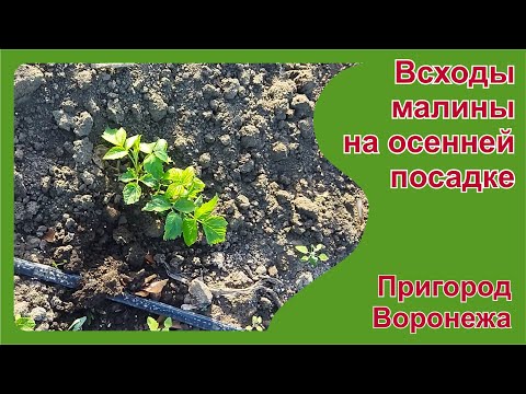 Видео: Всходы весной на осенней посадке малины ОКС. Пригород Воронежа.