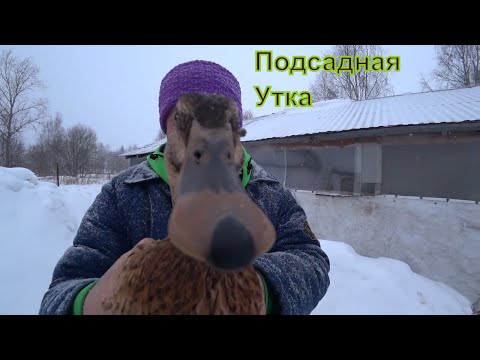 Видео: Как выбрать подсадную утку + как их содержать