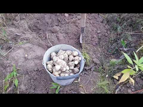 Видео: Топинамбур урожай 2020