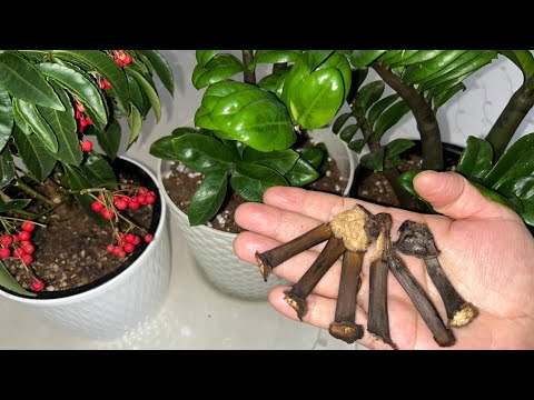 Видео: ЕНДІ ОСЫНЫ ЕШҚАШАН ЛАҚТЫРМАҢЫЗ, БҰЛ СІЗДІҢ ГҮЛІҢІЗ ҮШІН АЛТЫННАН ДА ҚЫМБАТ!