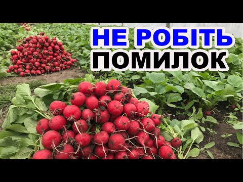 Видео: Коли краще посіяти редиску ? ВАЖЛИВІ ПОРАДИ