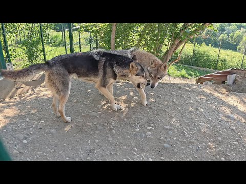 Видео: Волчицы закусились из за ревности к хозяину. Суета перед приездом гостей на случку. Меняю полы