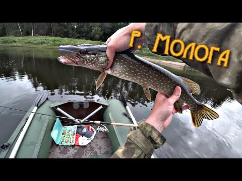 Видео: Река Молога. Рыбалка на спиннинг с лодки в конце лета. Щучка на спиннинг. Спиннинговая рыбалка. РСД.