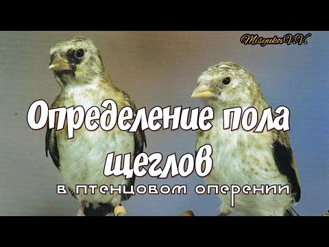 Видео: Определение пола щеглов (в птенцовом оперении)
