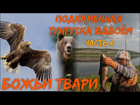 Видео: Подкаменная Тунгуска вдвоём  Часть 6  Божьи твари