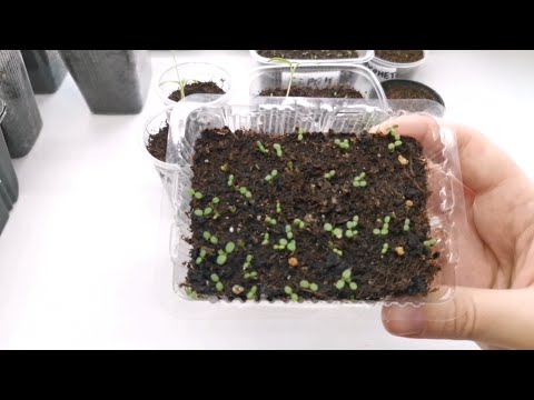 Видео: Обзор рассады в феврале 2024, первые всходы и петельки.