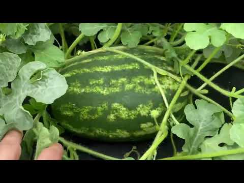 Видео: Разные сорта арбузов и подвои, результат