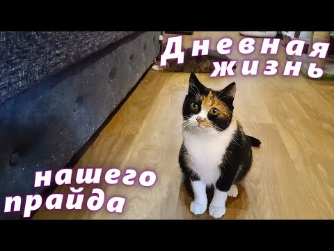 Видео: Дневная жизнь нашего прайда. 