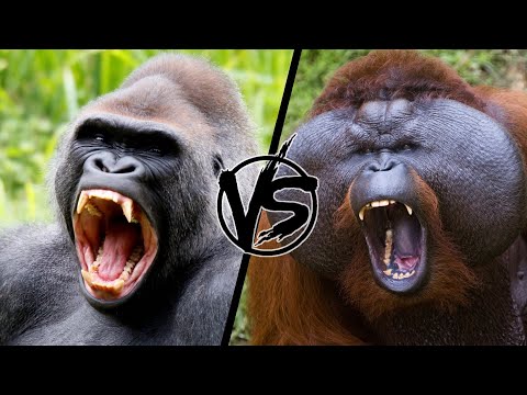 Видео: Горилла против орангутанга. Кто король обезьян?