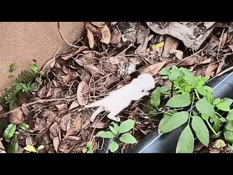 Видео: При переезде уличная кошка оставила самую слабую, и я решил забрать её домой и вырастить сам.