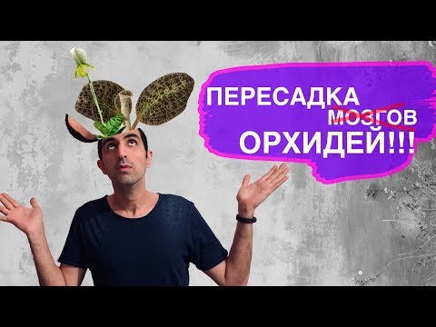 Видео: Пересадка драгоценной орхидеи Анектохилус бурманский и Пафиопедилума Мауди Фемма