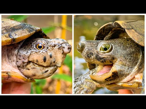 Видео: Черепашьи битвы: головастая мускусная черепаха против острохвостой мускусной черепахи!!!