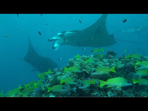 Видео: Мальдивы 2021 (SCUBACLASS VERSION)