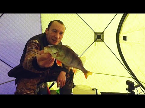 Видео: окунь в глухозимье - как поймать окуня в глухозимье? рыбалка 2022