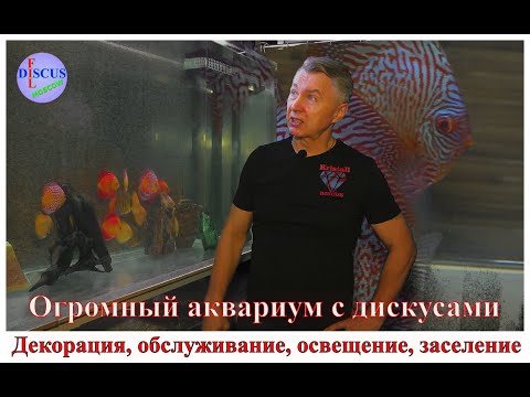 Видео: Огромный аквариум с дискусами, декорация, уборка, заселение