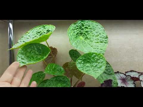 Видео: Бегонии- обзор ( часть 2)