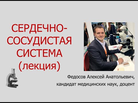 Видео: CЕРДЕЧНО-СОСУДИСТАЯ СИСТЕМА (ЛЕКЦИЯ ПО ГИСТОЛОГИИ)