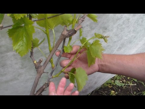 Видео: Нормирование побегами на винограднике