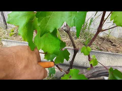 Видео: Что нужно знать до обрезки винограда. Умная обрезка винограда. Часть 2.