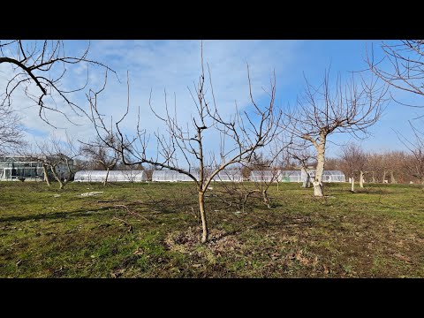 Видео: обрезка молодой груши не теряя урожая