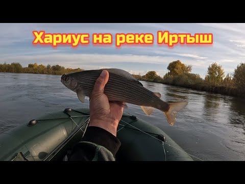 Видео: Рыбалка на Иртыше 20.09.2025г.