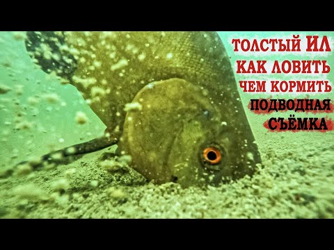 Видео: Толстый ил. Как ловить ? Чем кормить ? Подводная съёмка