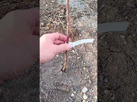 Видео: Гарденмарт Казахстан - реальный отзыв о покупке саженцев