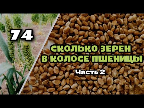 Видео: Урожай пшеницы будущего, часть (2)