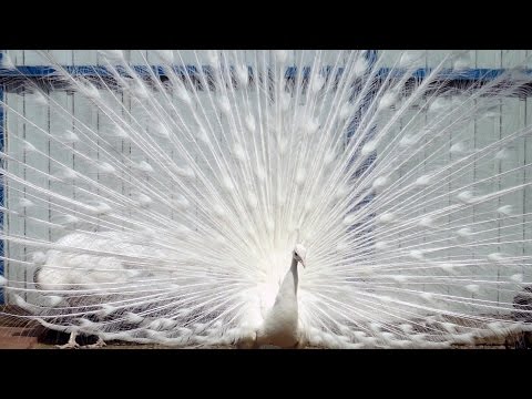 Видео: Павлины Владимира Дыкуса